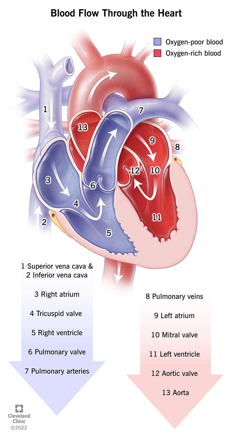 血液通过一系列的动脉、心室、静脉和瓣膜流经心脏。