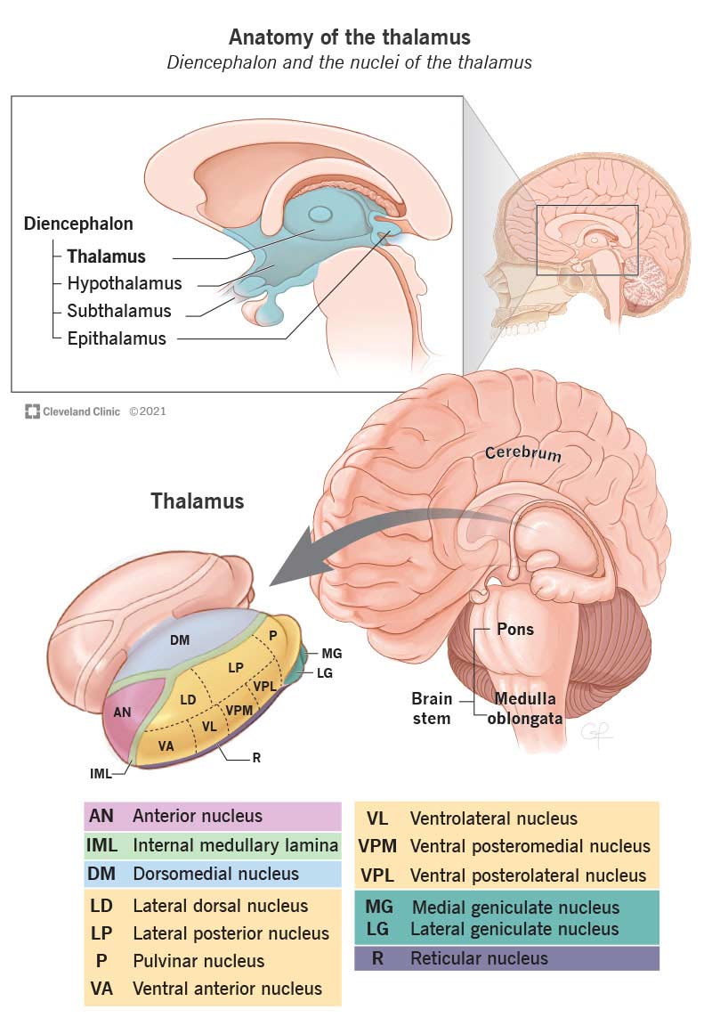 丘脑是大脑中部的一个蛋形结构。它有几个不同的区域，如前核、髓内板和背内侧核。