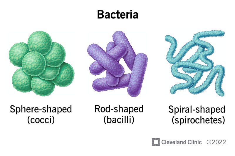 科学家分类细菌的一种方法是根据它们的形状。细菌的三种基本形状包括球形、棒状和螺旋状。